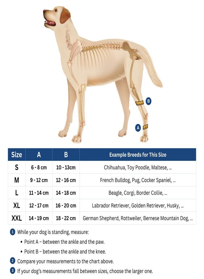 Fico Dog Hock Brace for Ankle Support & Arthritis, Vet Approved Dog Back Leg Brace, Adjustable with Removable Splints, Orthopedic Support for Injuries, Sprains & Post-Surgery Recovery (X Small) - Image 2